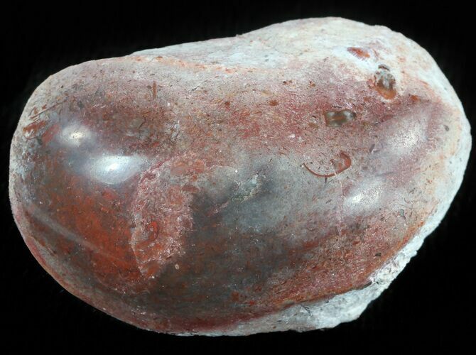 Pennsylvanian Aged Red Agatized Horn Coral - Utah #46718